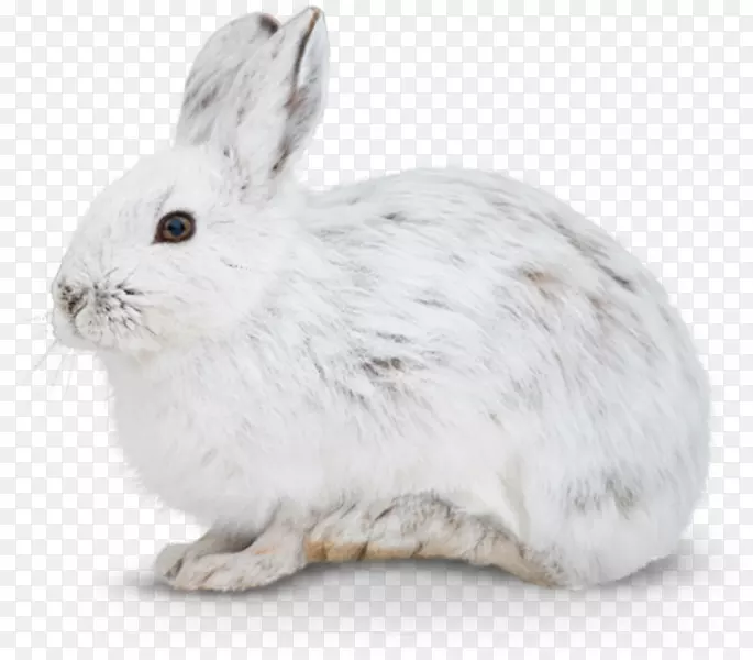 家兔欧洲野兔山兔雌兔