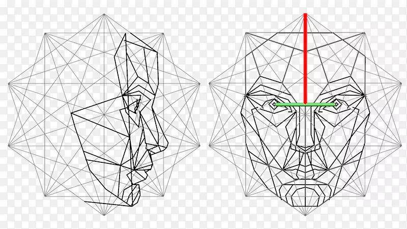 黄金比脸维特鲁维男子数学-解剖学人脸图形