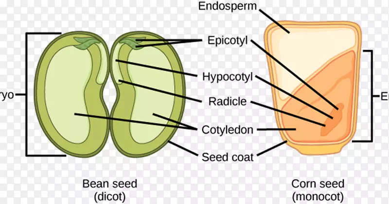 双子叶单子叶胚种子-水稻萌发