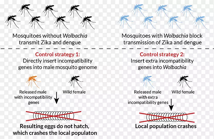 蚊子基因工程技术.消毒昆虫病毒