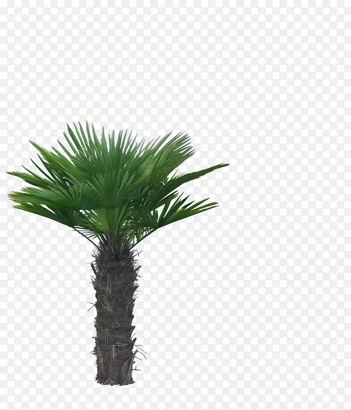 亚洲棕榈、槟榔科椰子树-Rn
