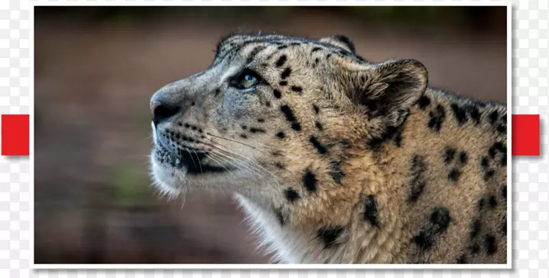 雪豹须动物野生动物-新丝绸之路