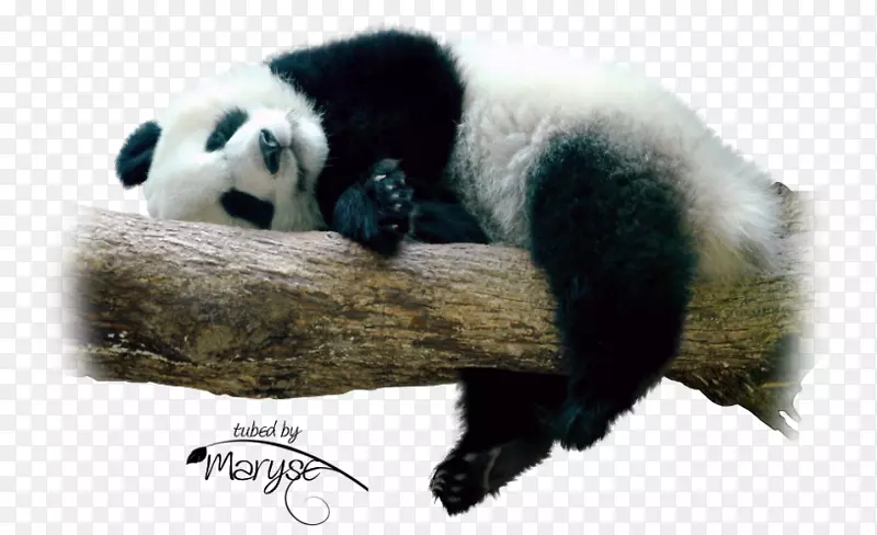 成都大熊猫繁育研究基地大熊猫熊可爱熊猫-熊猫先生