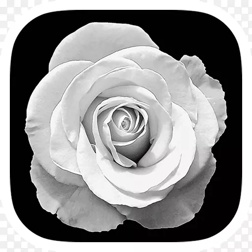 花园玫瑰摄影黑白-黑白玫瑰