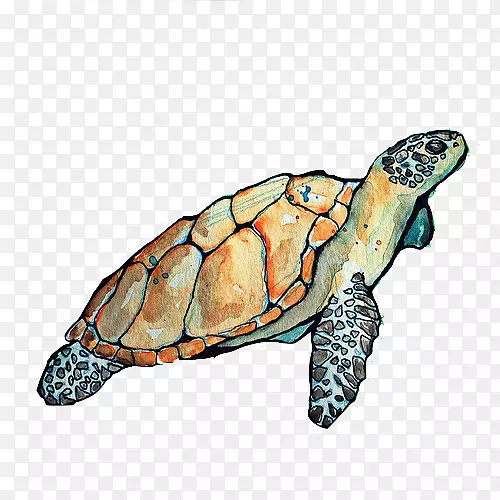 甲鱼海龟箱龟-海龟悬崖