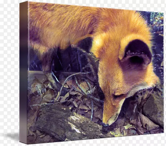 红狐动物野生动物鼻子狐狸新闻-水彩狐
