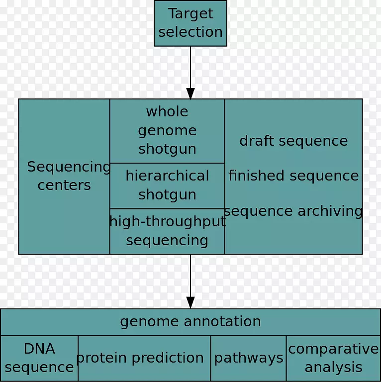 人类基因组计划基因组学全基因组测序-流程图。
