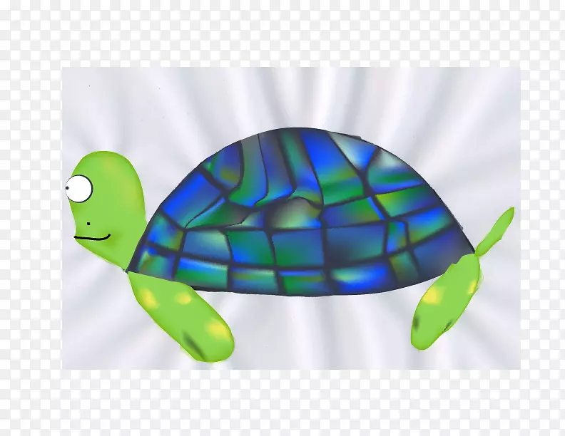 海龟绿海龟