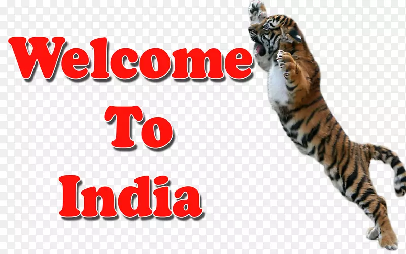 胡须虎猫印度野生动物-老虎