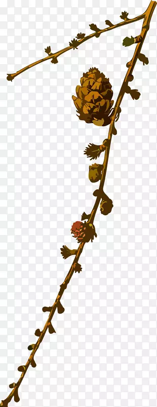落叶松(Larix Griffithii)乔木-高良松针叶树-植物