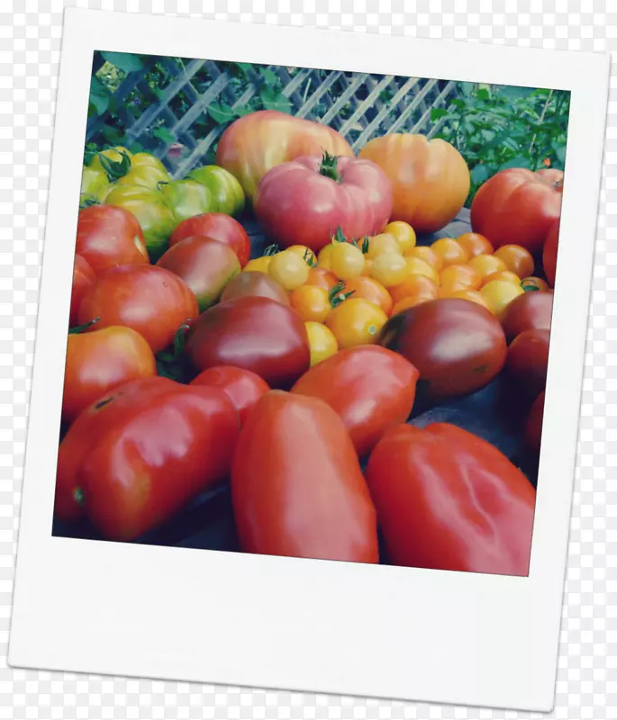 李子番茄素食料理灌木番茄铃椒-番茄
