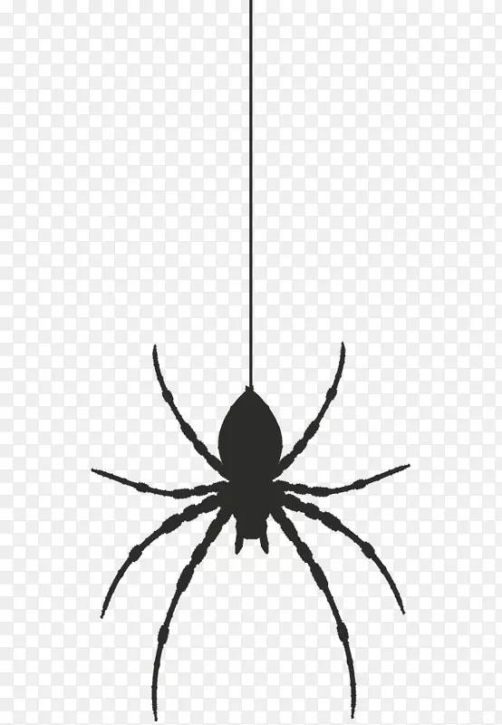 寡妇蜘蛛-蜘蛛