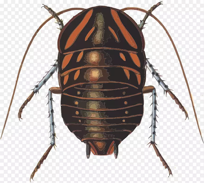 大型蟑螂甲虫