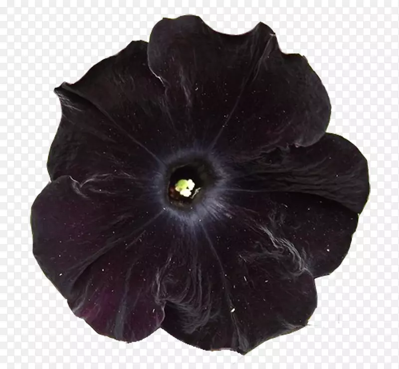 花卉植物群：花瓣-木炭