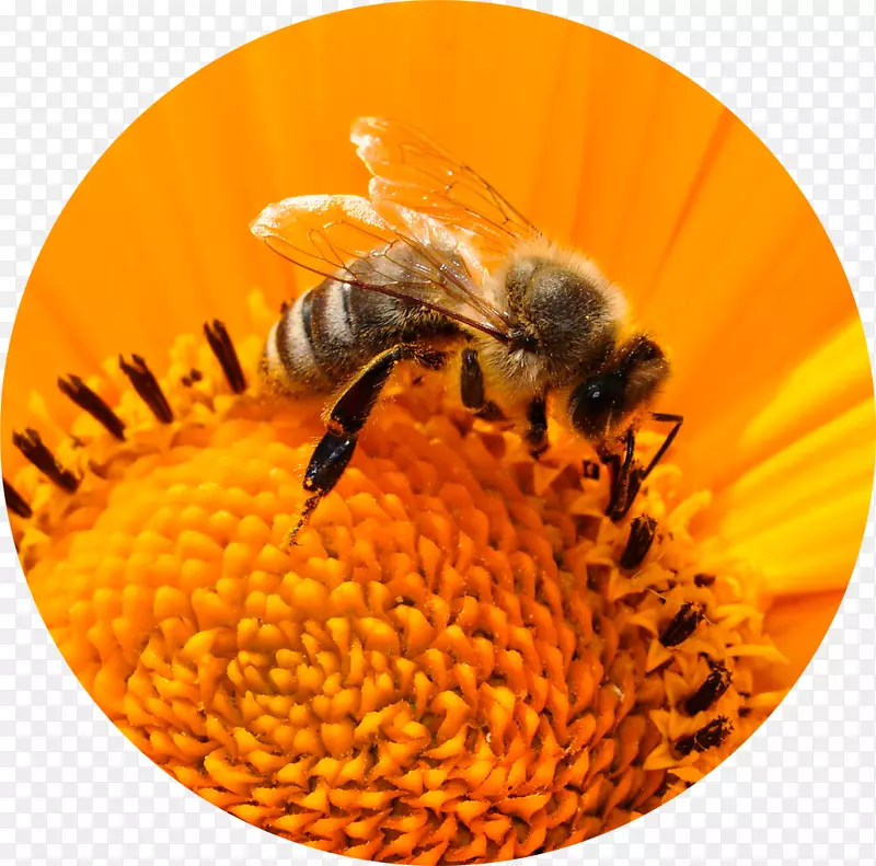 蜜蜂昆虫蜂花粉