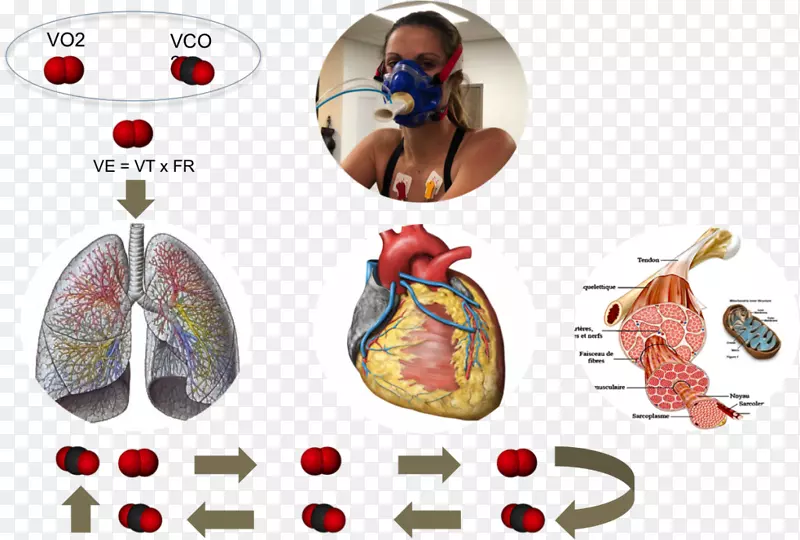VO2 max肺生理学心脏耐力-心脏