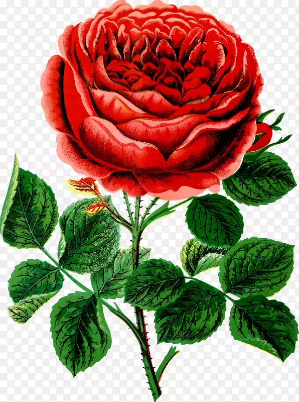 花园玫瑰，卷心菜，玫瑰剪贴画-玫瑰灌木