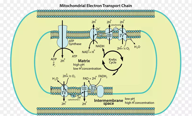 电子传递链线粒体细胞呼吸三磷酸腺苷线粒体内膜结构