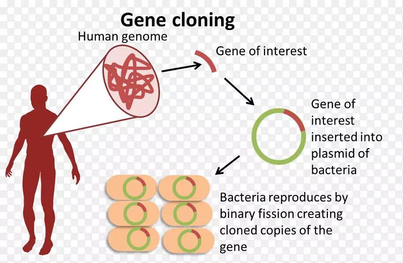 生物基因组生物基因克隆-限制性内切酶