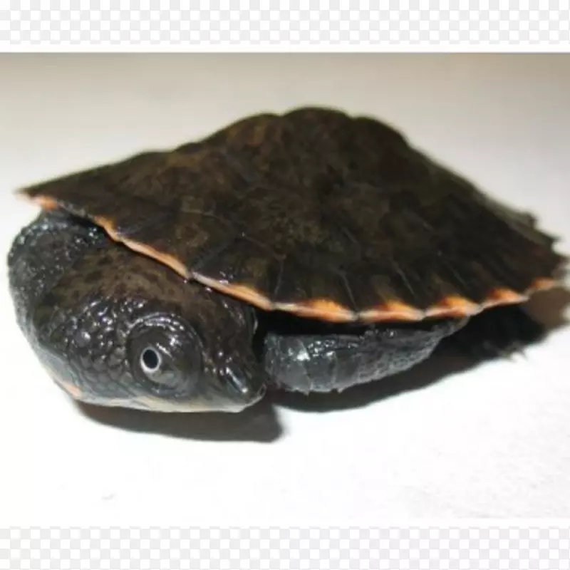 常见海龟箱海龟锯甲鱼