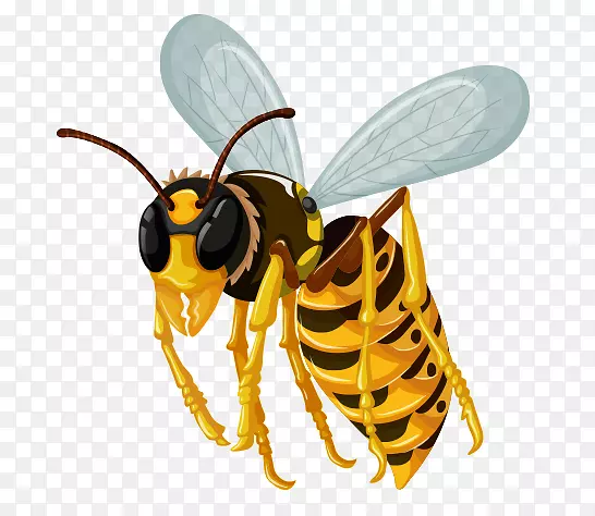 无公害昆虫形态黄蜂
