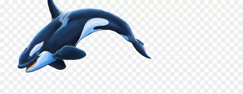 普通宽吻海豚脊椎动物短喙普通海豚图库西虎鲸
