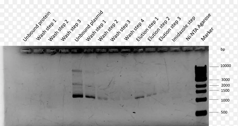 国际基因工程机器质粒生物砖检测细胞