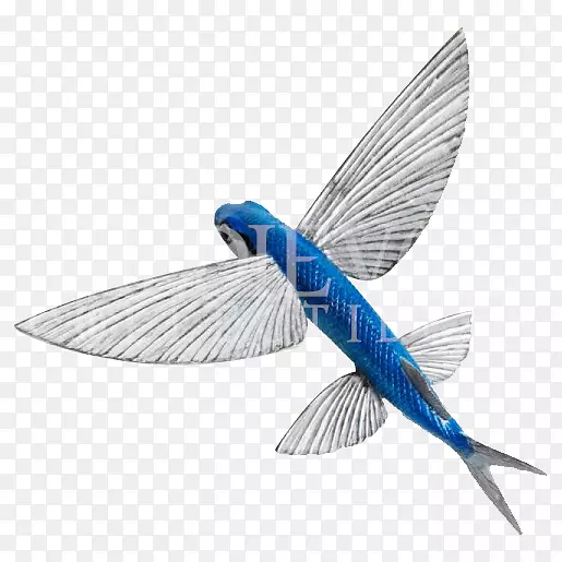 大西洋飞鱼动物雕像蓝色飞鱼-鱼