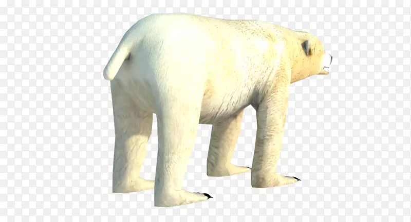 北极熊印度象野生动物鼻子北极熊