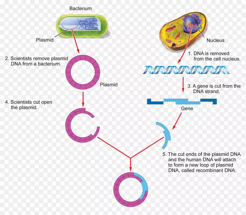 基因工程重组dna遗传学过程科学