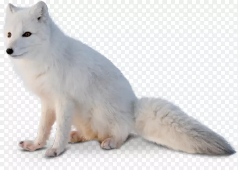北极狐红狐阿拉斯加冻原狼北极狐