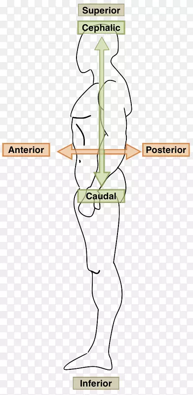 人体解剖腹侧解剖位置冠状面解剖位置