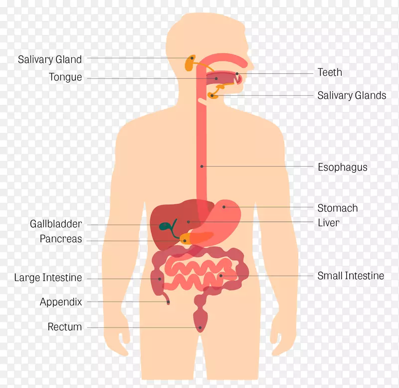 胃肠道人消化系统疾病消化人体消化道
