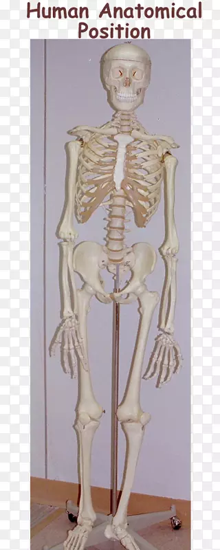 肩部人体模型人类骨骼经典雕塑解剖位置