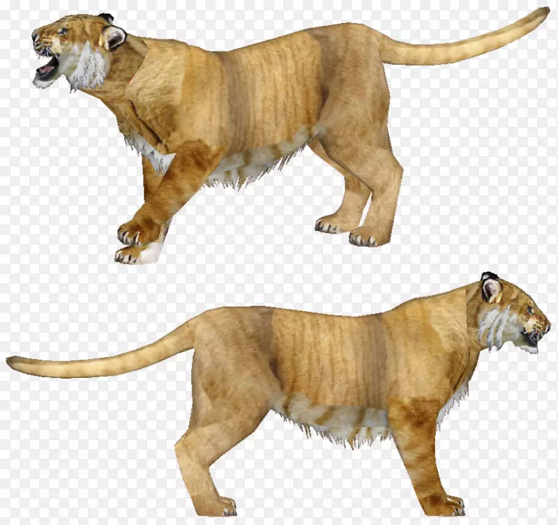 狮子猫野生动物陆生动物-狮子