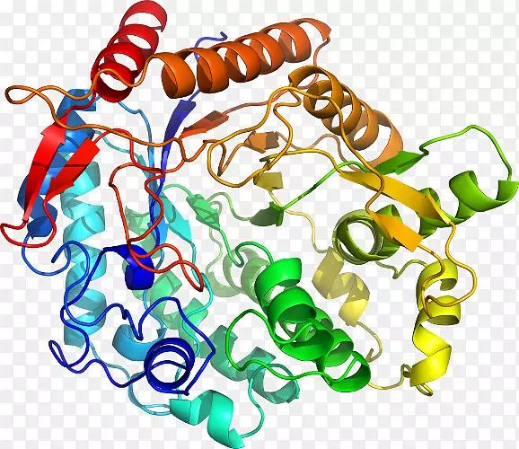 β-葡萄糖苷酶-α-葡萄糖苷酶-酶
