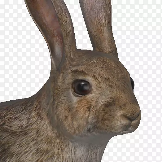 欧洲野兔猎手洞兔