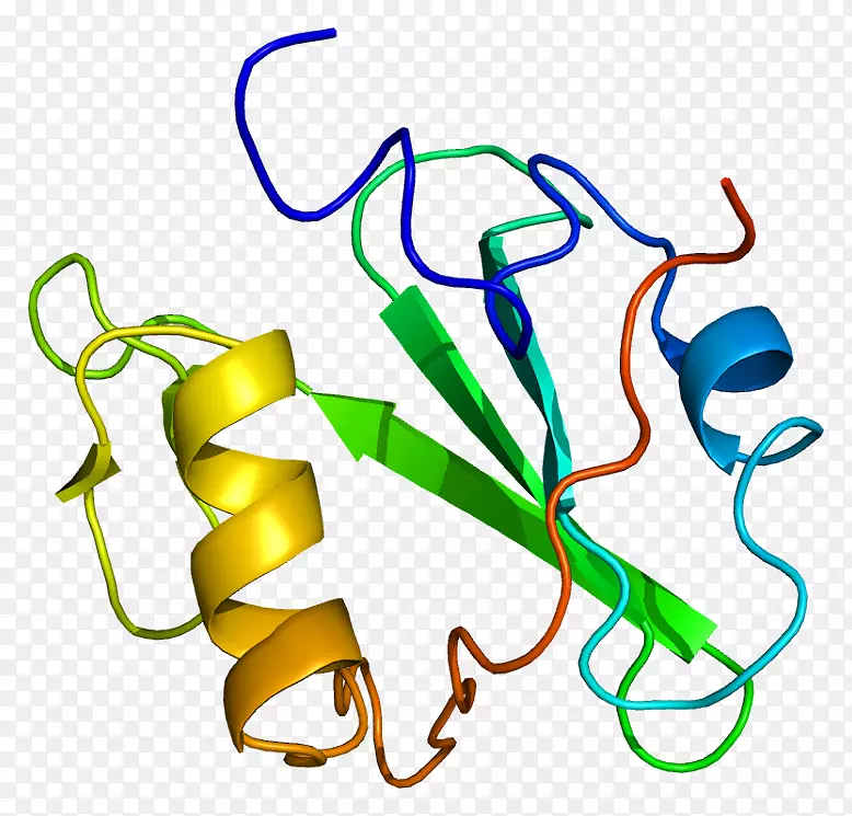 信号转导适配器蛋白sh2结构域shcbp 1蛋白-蛋白质相互作用