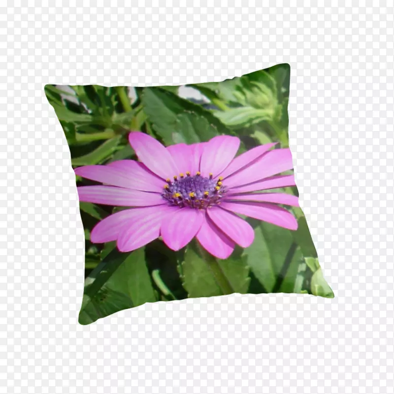 紫罗兰垫抛枕头绿色非洲雏菊-非洲雏菊