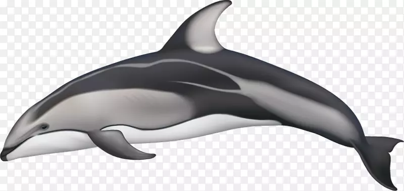 白喙海豚，斑点海豚，太平洋白海豚，沙漏海豚，大西洋白海豚，黑白海豚