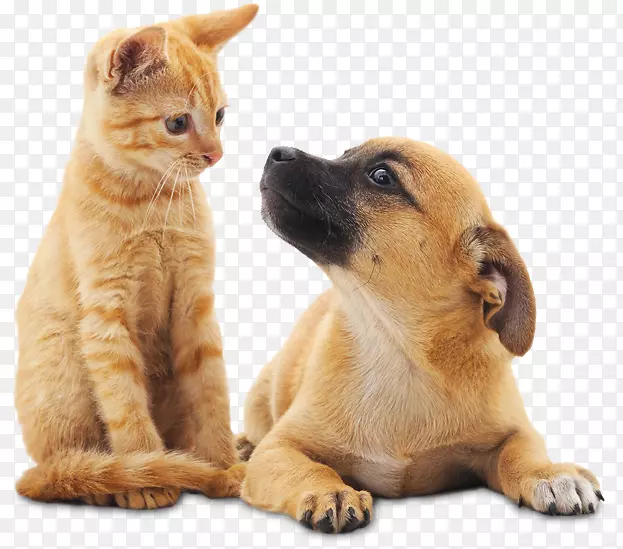 猫狗、宠物、动物管理和福利服务-绝育-养狗