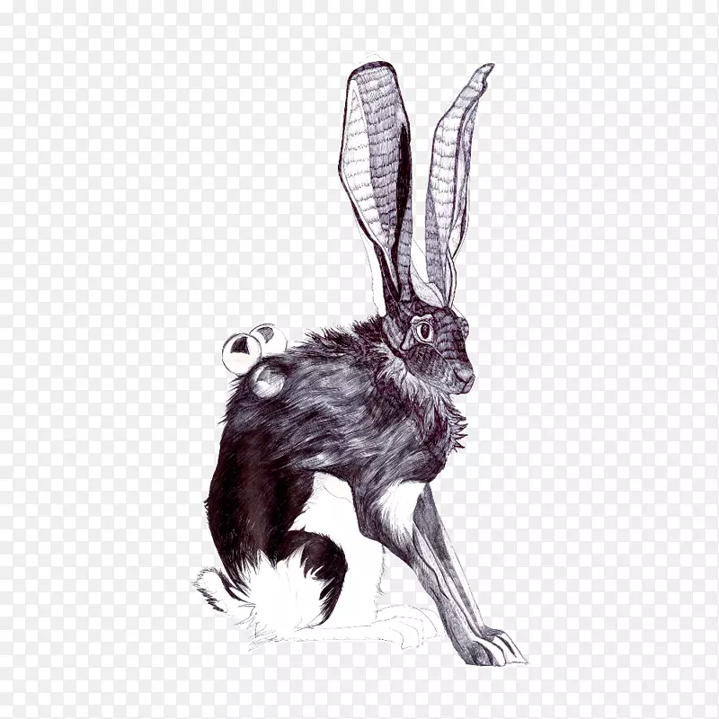 家养兔肉纹兔-兔
