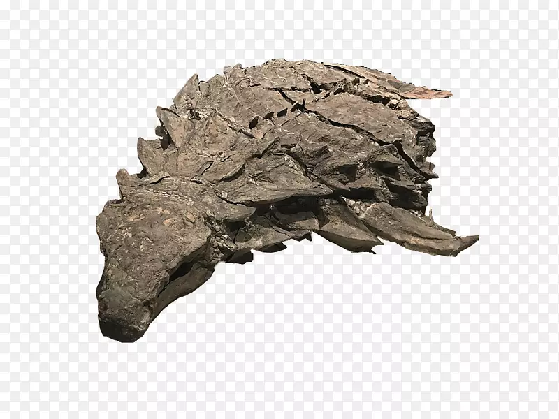 恐龙骨骼化石爬行动物鸭嘴龙-恐龙