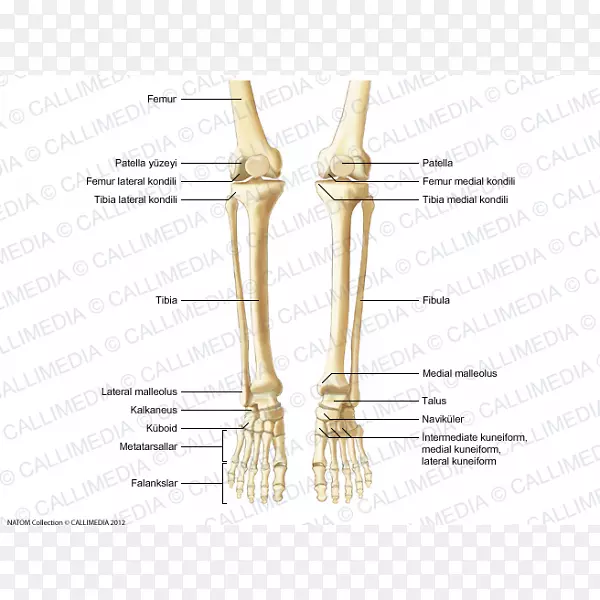 拇指骨人体解剖人体骨骼