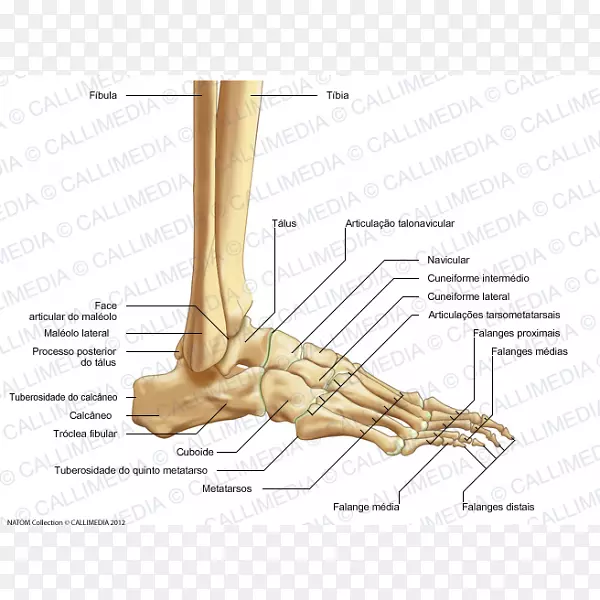 足部人体解剖骨关节骨足解剖