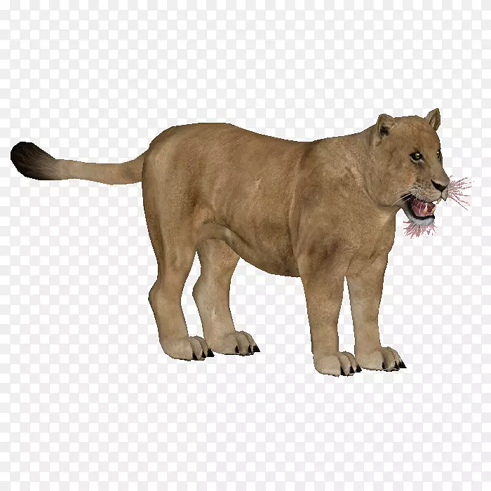 狮子大猫陆生动物美洲狮