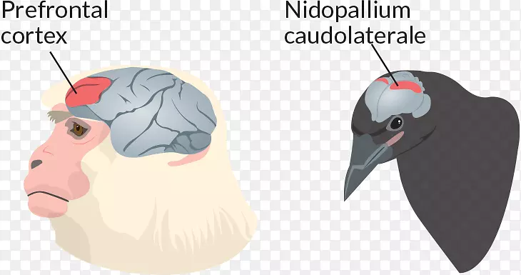灵长类鸟类大脑nidopallium动物脑数学