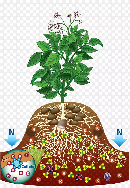 盆栽植物分枝-植物的根