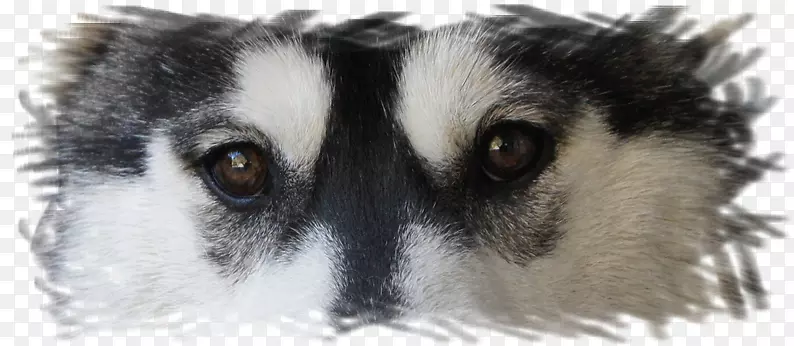 小型西伯利亚哈士奇加拿大爱斯基摩犬萨哈林哈士奇东西伯利亚拉伊卡西伯利亚哈士奇西伯利亚