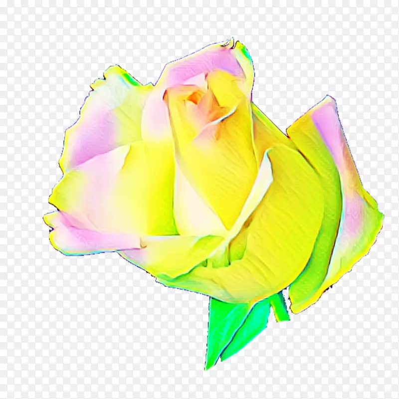 彩虹玫瑰花园玫瑰卷心菜花瓣切花-橡子透明背景